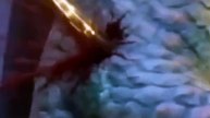 Too Fragile for Wolves? I Am The Ocean's Queen HD 720p