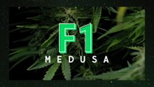 Medusa F1 Hybrid Cannabis Seeds Review