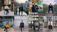 Everyday Life At Royal Queen Seeds