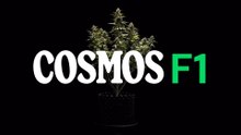 Cosmos CBD F1 Hybrid Cannabis Seeds Review | Grow Report