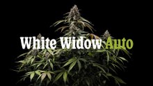 White Widow Auto Cannabis Strain Review