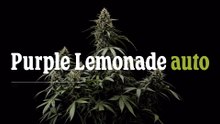 Purple Lemonade Auto Cannabis Strain Review