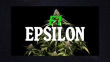 Epsilon F1 Hybrid Cannabis Seeds Review | Grow Report