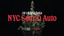 NYC Sour D Auto Strain | From Seed To Harvest