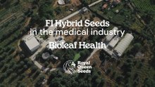 Cannabis Conversations with Max | Bioleaf Health & Orion F1 Hybrid
