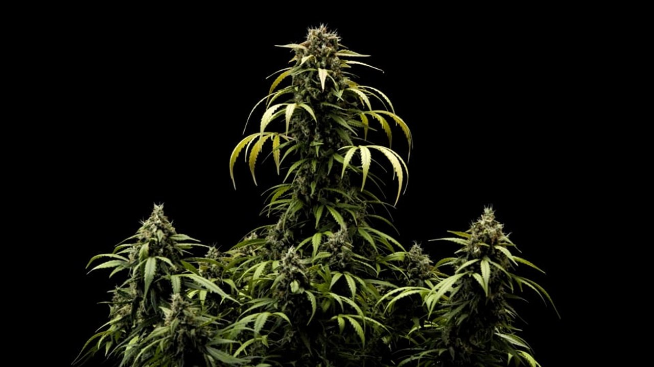 Cherry Pie Auto Cannabis Strain Review