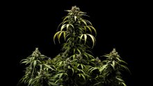 Cherry Pie Auto Cannabis Strain Review