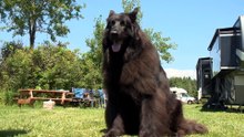 05 juin TOPOMB chiens errants Pabos