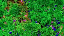 exploding moss