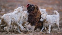 LOUP ARCTIQUE : La mort vêtue de blanc ! Duel face au bœuf musqué et au lièvre d’Amérique