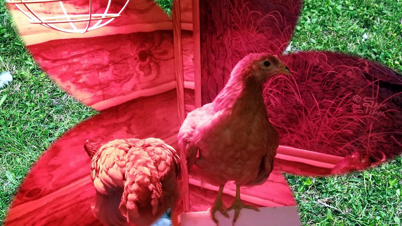 By popular demand: red chick, blue chick. | #SparklegleamFarm #Chicken #homestead #farmanimals #cute