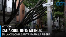 Cae árbol de 15 metros en la colonia Santa María la Ribera