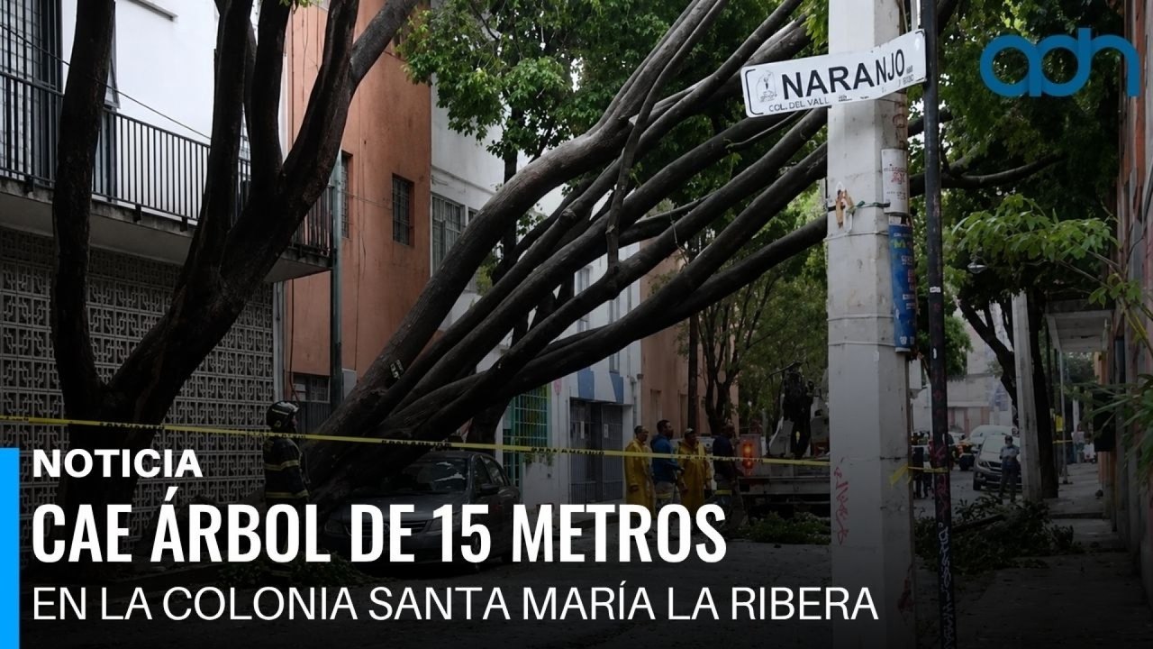 Cae árbol de 15 metros en la colonia Santa María la Ribera