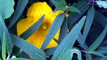 カボチャの花