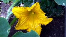 カボチャの花