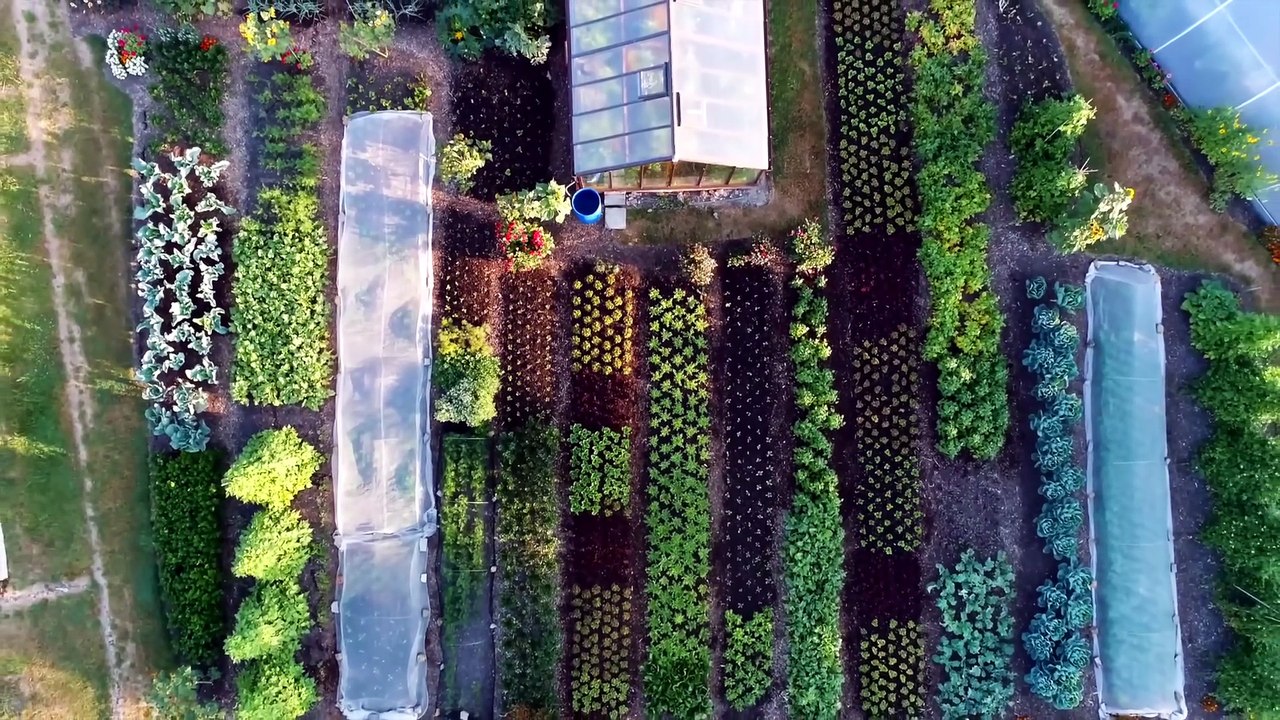 Dig-Free Gardening for Kids: Unveiling the Secr...