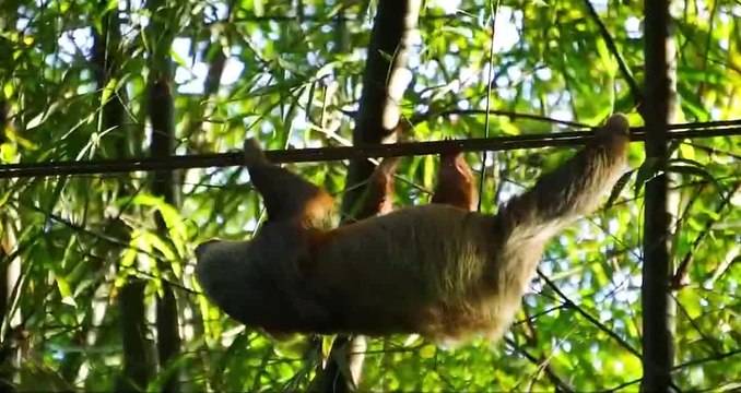 tn7-diputados-evitan-archivo-de-proyecto-que-busca-crear-pasos-para-fauna-silvestre-en-carreteras-080626
