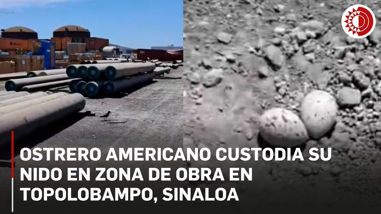 Ostrero Americano custodia su nido en zona de obra en Topolobampo, Sinaloa