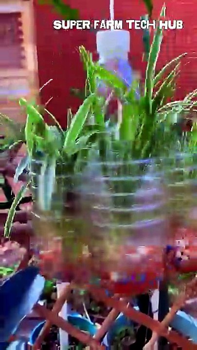 DIY Self-Watering Bottle Planter Cluster (5 Pots in 1) - Smart Rooftop Gardening Hack #farminglife