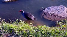 Australasian swamphen 06