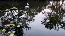 Australian pelican 01