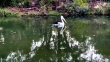 Australian pelican 02