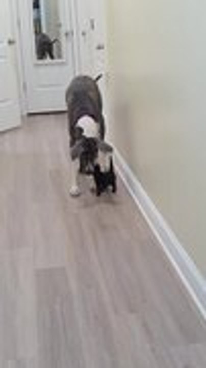 Great Dane Follows Tiny Kitten Around House