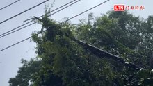 基隆大雨！路樹傾倒壓高壓線  近2000戶停電待搶修