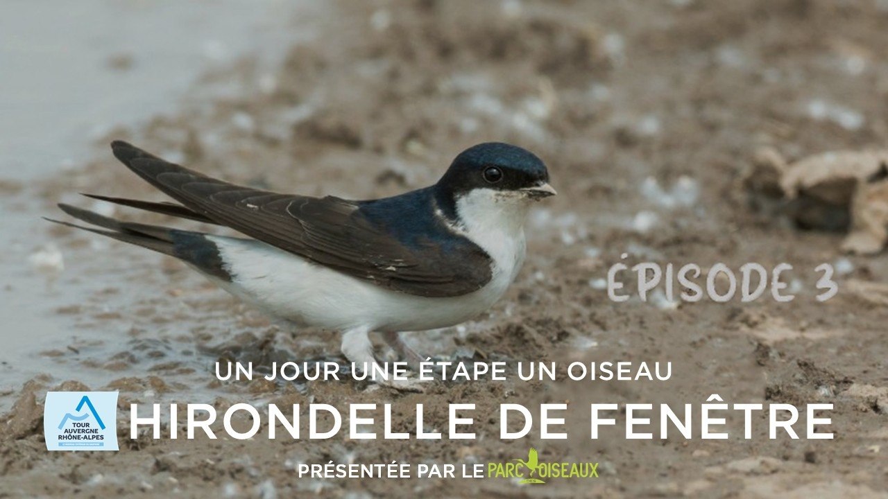 Tour Auvergne-Rhône-Alpes 2026 - Stage 3 - One Day. One Stage. One Bird