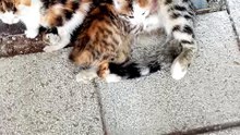 #sweet cat