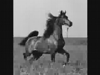 Les Purs Sang Arabes