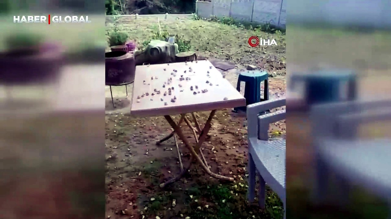 Yılanın, kurbağayı avlama anı cep telefonu ile görüntülendi