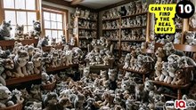 #YourEyesVsTheWolfs 👀⚔️🐺 Can You Find the Real Wolf? 🐺