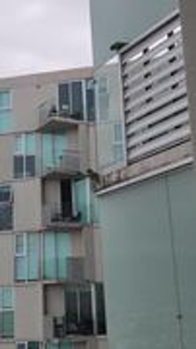 Numerous Parrots Cling to Apartment Building