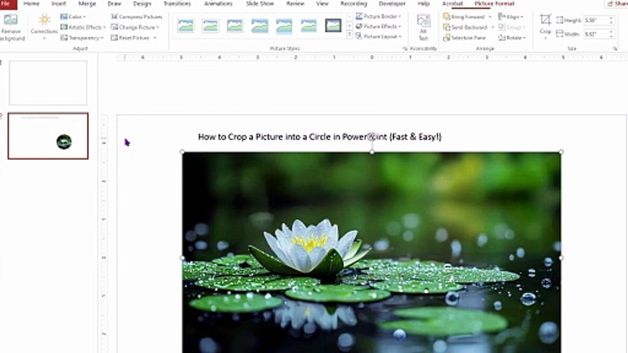 How to Make a Perfect Circle Image in PowerPoint (No Distortion!)