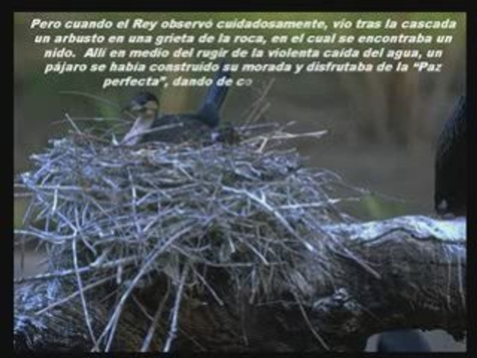 PAZ PERFECTA