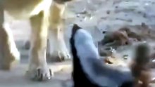 Honey Badger Fearlessly Fights Off Pride of Lions in the Wild