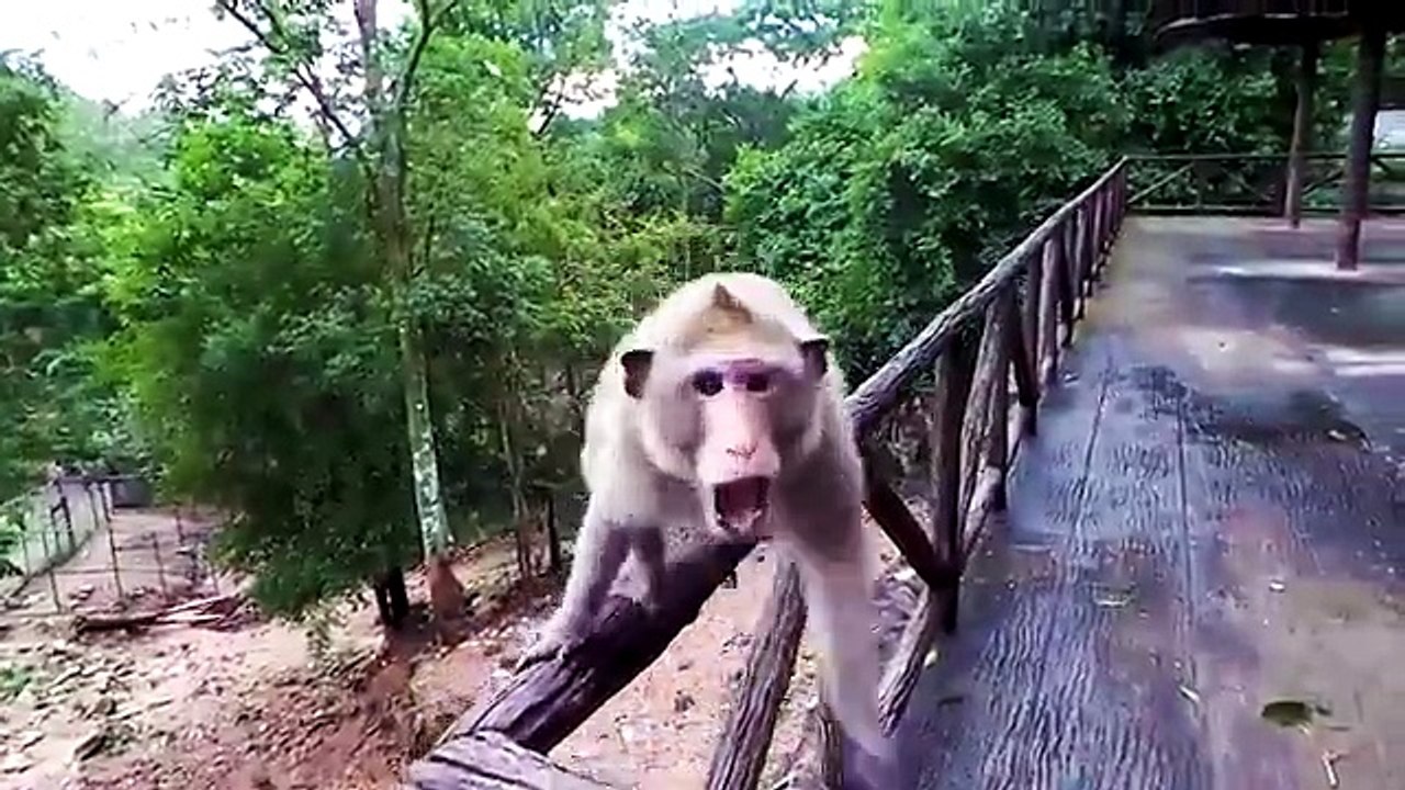 Animals Caught Camera