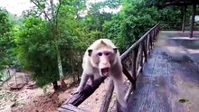 Animals Caught Camera