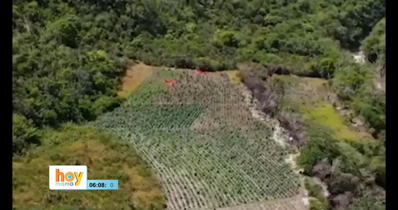Golpe al narcotráfico "Desmantelaron una plantación de marihuana en San José de Ocoa" | Hoy Mimo