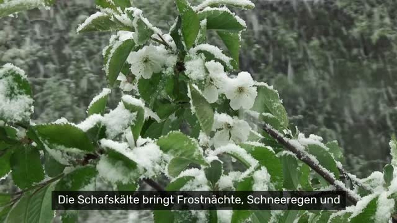 Schafskälte endet mit Schnee und Frost: Hitzewelle rollt auf Deutschland zu