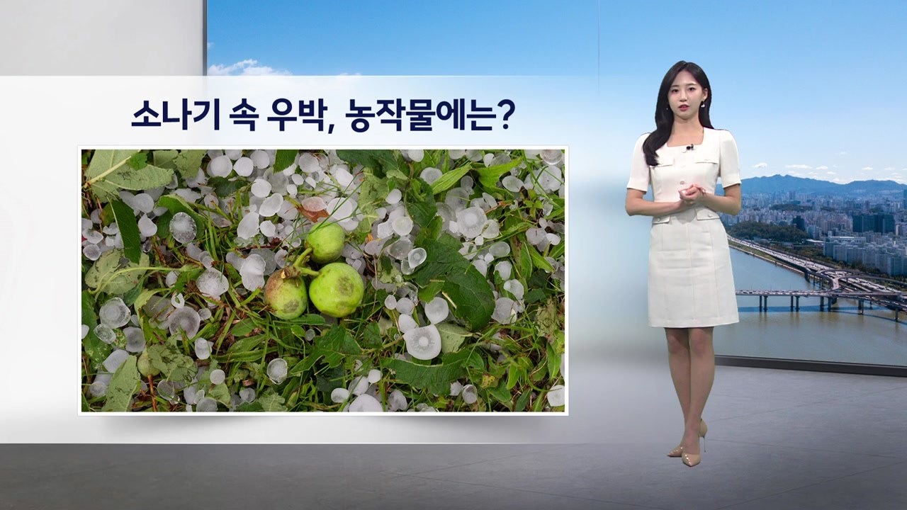 [이슈날씨] 소나기 속 우박, 농작물에는?...주 후반 갈수록 기온 오름세 / YTN