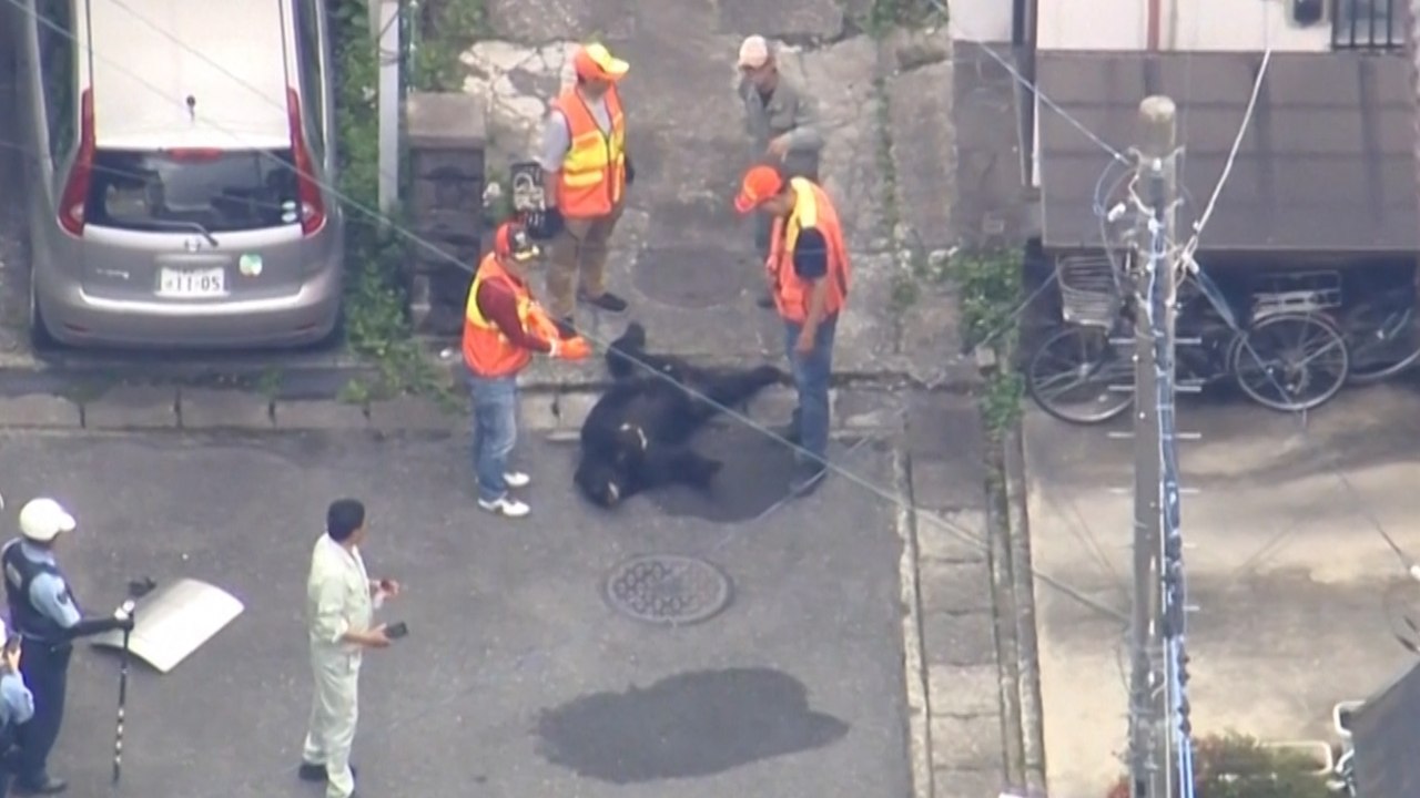 Capturan por fin al oso que sembraba el pánico en Utsonomiya