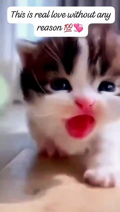 🐱 Tiny Kitten, Endless Love 💖✨💞