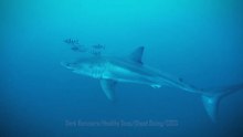 Un grand requin blanc filmé en Méditerranée
