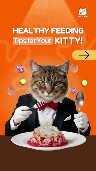 Jelly Food For Kittens | Could Your Kitten Be Missing This?