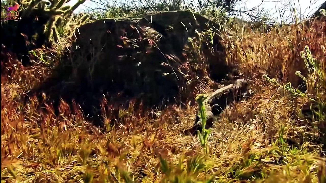 Nature's Masterpiece: The Venomous Gila Monster! 🦎❌ Wild Animals