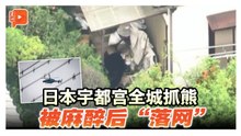 日本宇都宫现熊踪 游荡街头后遭捕获