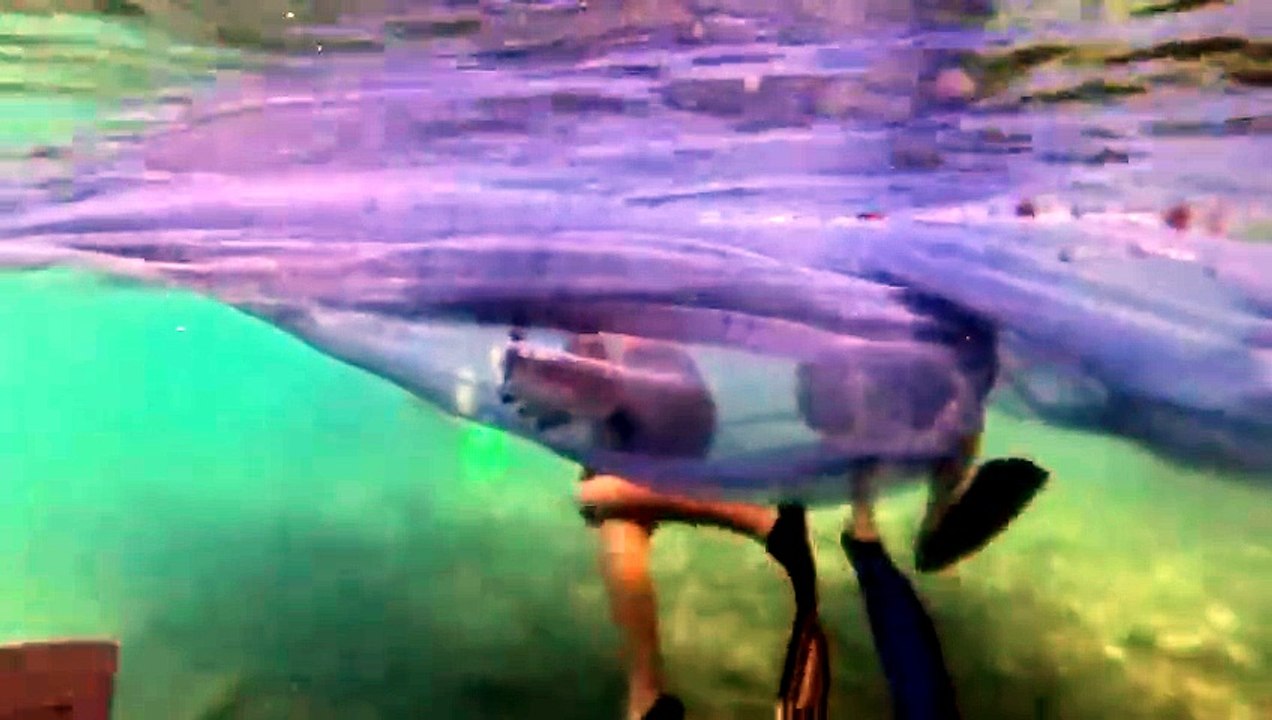 Requin de Manapany relâché en mer, la justice enquête
