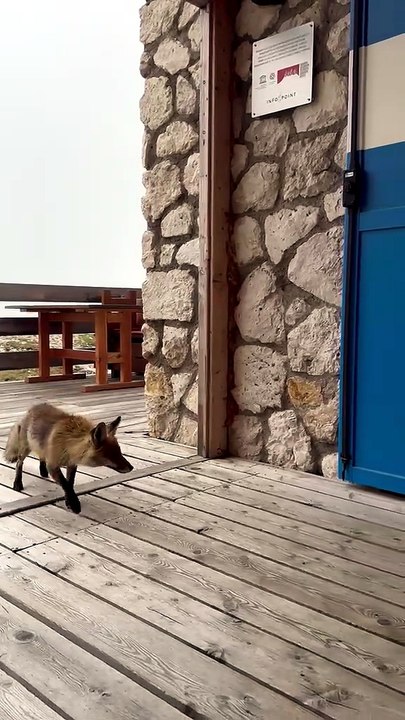 La volpe al rifugio